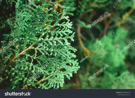 Green Color Western Red Cedar Plant Stock Photo 1680086770 | Shutterstock