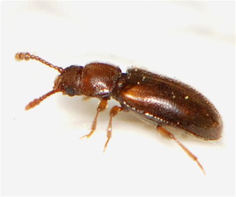 Image result for Microcrypticus Scriptum