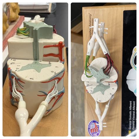 spinal cord model Diagram | Quizlet