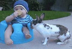 Image result for Cute Baby Rabbits GIF