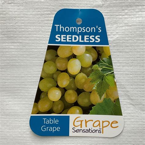 Thompson Seedless Grape | Formosa Gardens Nursery, Ballarat