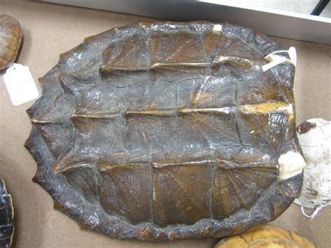 Image result for Mounting Snapping Turtle Shell