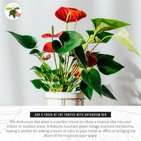 Red Anthurium Care