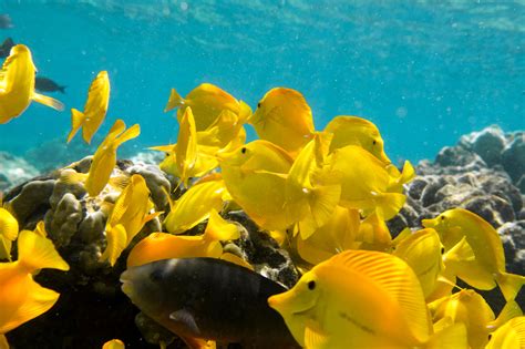 Kona Snorkel Tours - Kona Snorkel Tours - Coral Reef Snorkel Adventures