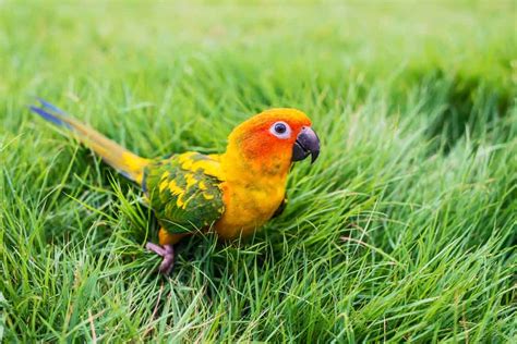 Sun Conure Parrot Personality, Food & Care - Parrot way