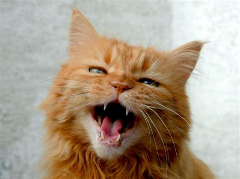 5 Common Cat Sounds and What They Mean - FetchFind Blog