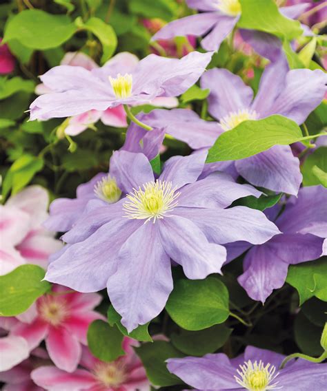 When to cut back clematis for winter and whether you need to | Homes ...