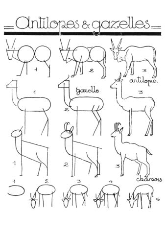 How To Draw A Gazelle