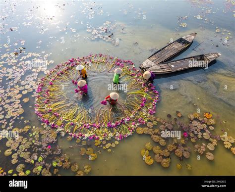 Aerial view of rural women in Moc Hoa district, Long An province ...