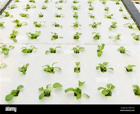 Young Vegetable sprouts in nursery shade. Young hydroponics vegetables ...