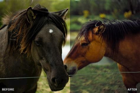 AI-Optimized Horse Ranch Lightroom Presets, Add-ons | GraphicRiver
