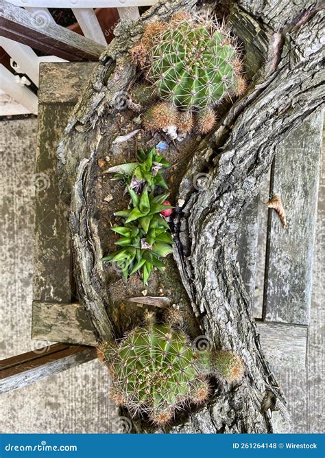 Top View of Green Tropical Plants with Thorns in a Trunk Used As a ...