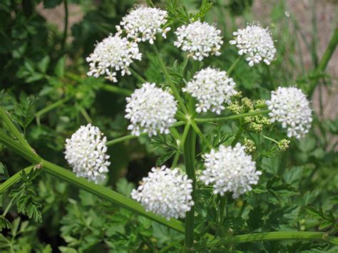 Apiaceae | Plant-Lore