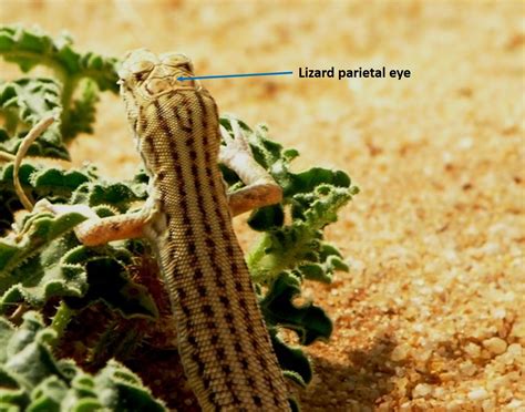 Lizard Surprises – Third Eyes and Molecular Mystery Toes « NORTHWEST ...