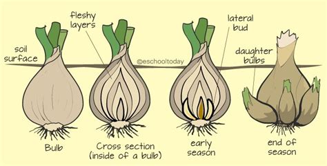 onion is propagated through its Tuber bulb seeds rhizomes - Brainly.in
