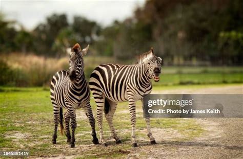 Image result for Zebra Breeding Clips