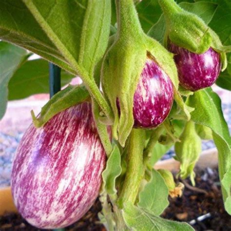 VIBEX™ HAU-549-Brinjal vegetable seeds (Variety:CVK) : Amazon.in ...