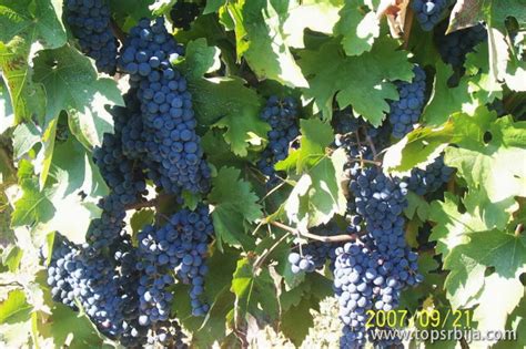 Faze oplemenjivačkog rada na Oglednom dobru u Sremskim Karlovcima