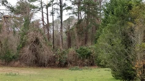 Straight Line Wind Damage 的图像结果