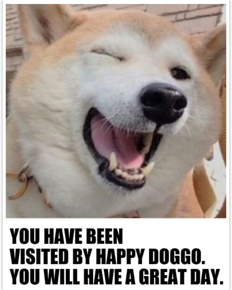 Happy Dog Meme Heartwarming And Happy Dog Memes To Brighten Your Day