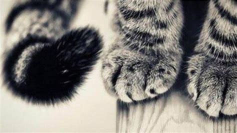 Whisker Wonderland Holiday Treat Market, 1001 W. 37th. Ave., Hobart, IN ...