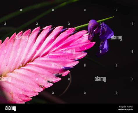 Flowers, hot Pink Quill plant, Beautiful bright Bromeliad bloom, Tillandsia cyanea, purple ...