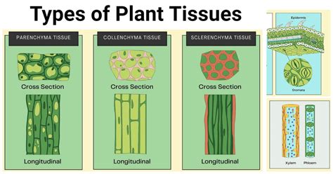 Image result for Types of Tissues
