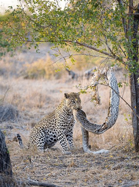 Python Eating Leopard 的图像结果