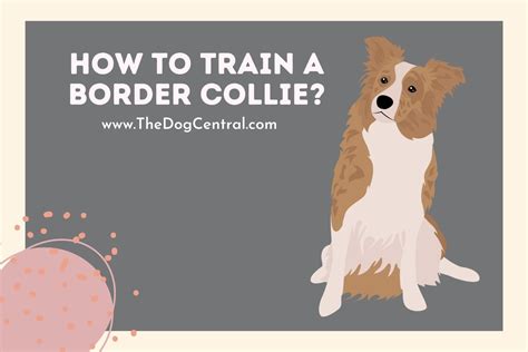 How to Train a Border Collie? | The Dog Central
