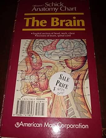 Buy Schick Anatomy Chart: the Brain Book Online at Low Prices in India ...