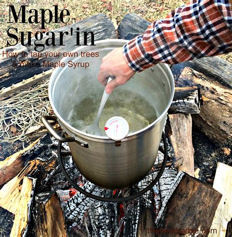 Can You Drink Maple Sap