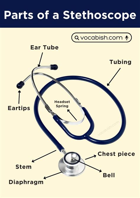 Parts of a Stethoscope: Their Functions and Diagram | Vocabish