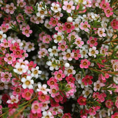 Geraldton wax plant for sale - Native Foods