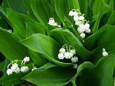 mughetto significato dei fiori mughetto fiore immagini cura della pelle mughetto significato dei fiori mughetto fiore immagini cura della pelle