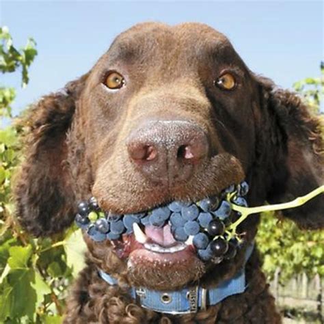 Can A Raisin Hurt A Dog