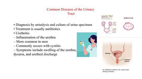 Disease of urinary system | PDF