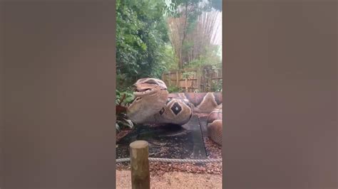 Image result for Boblb Python Snack