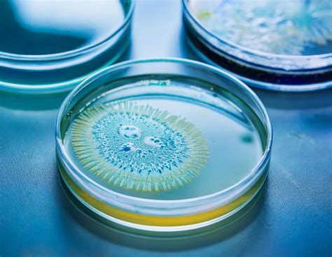 Amoxicillin and Alcohol: Can You Mix Them Safely? - Illinois Recovery Center