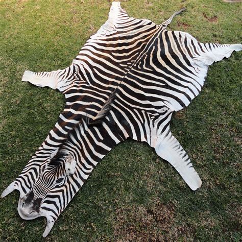 Authentic Grade A Real Zebra Hide - Cowhides International