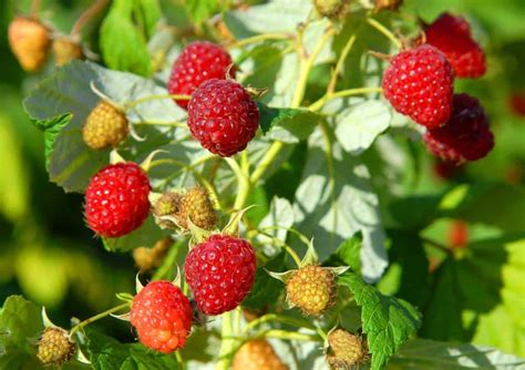 Image result for How to Support Raspberry Bushes
