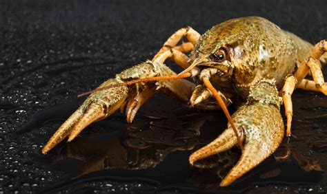 What's the Difference Between Crawfish and Crayfish?