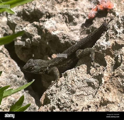 Western Fence Lizard (Sceloporus occidentalis Stock Photo - Alamy