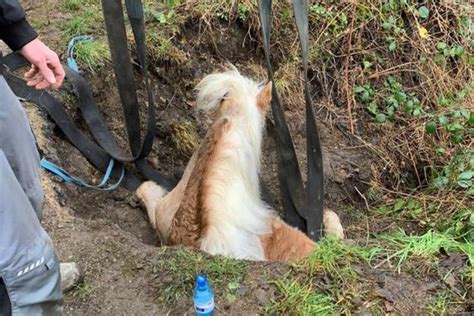 Erneute Rettungsaktion: Pferd mit Traktor aus Erdloch befreit ...