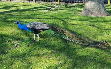 SHERDLEY PARK (2026) All You Need to Know BEFORE You Go (with Photos ...