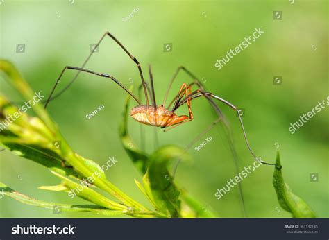 101 Granddaddy long legs spider Images, Stock Photos & Vectors ...