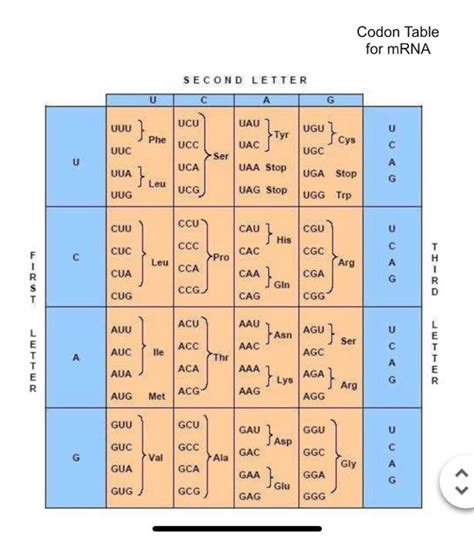 DNA and RNA codon tables Codon Usage 的图像结果