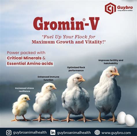 Gromin - V The Ultimate Nutrient Powerhouse for Poultry Health and Productivity! looking to ...
