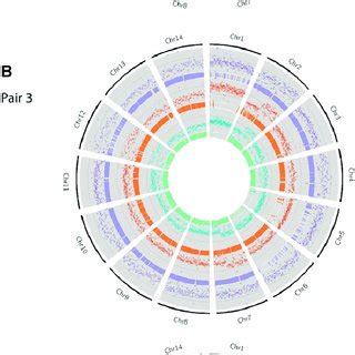 Image result for Level of Chromosomal Copy Number Variation