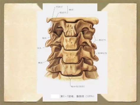 Image result for Vertebrae Alignment