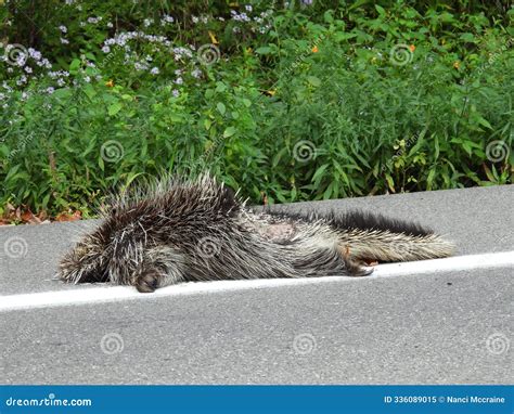 Roadkill of a Large North American Porcupine Stock Image - Image of nature, slow: 336089015